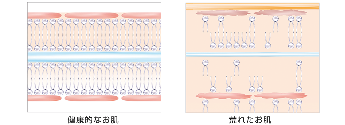 肌図比較